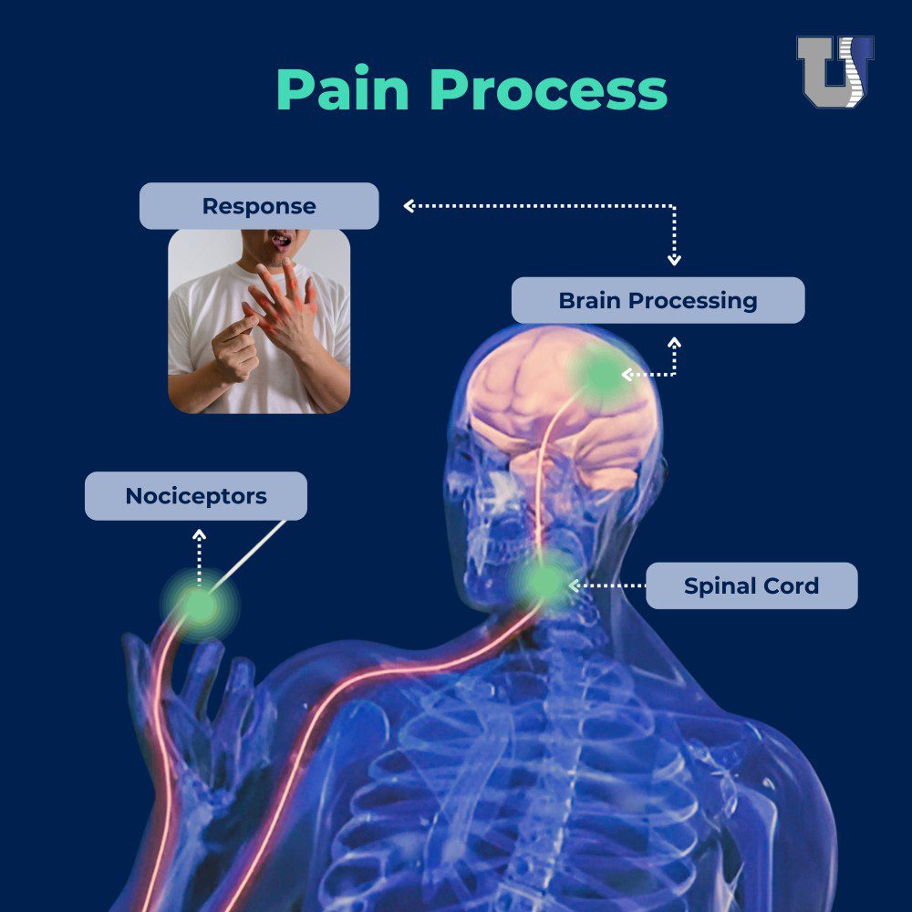 How body processes the pain
